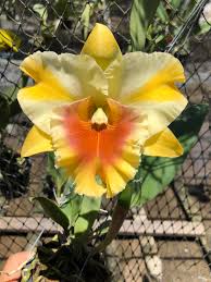 Blc. (Rlc.) Miss Thailand