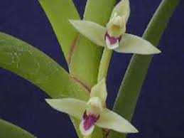 Maxillaria equitans