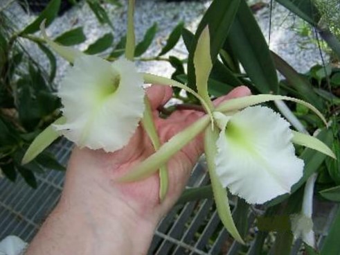 Brassavola Jimminey Cricket "Surprise Beauty"