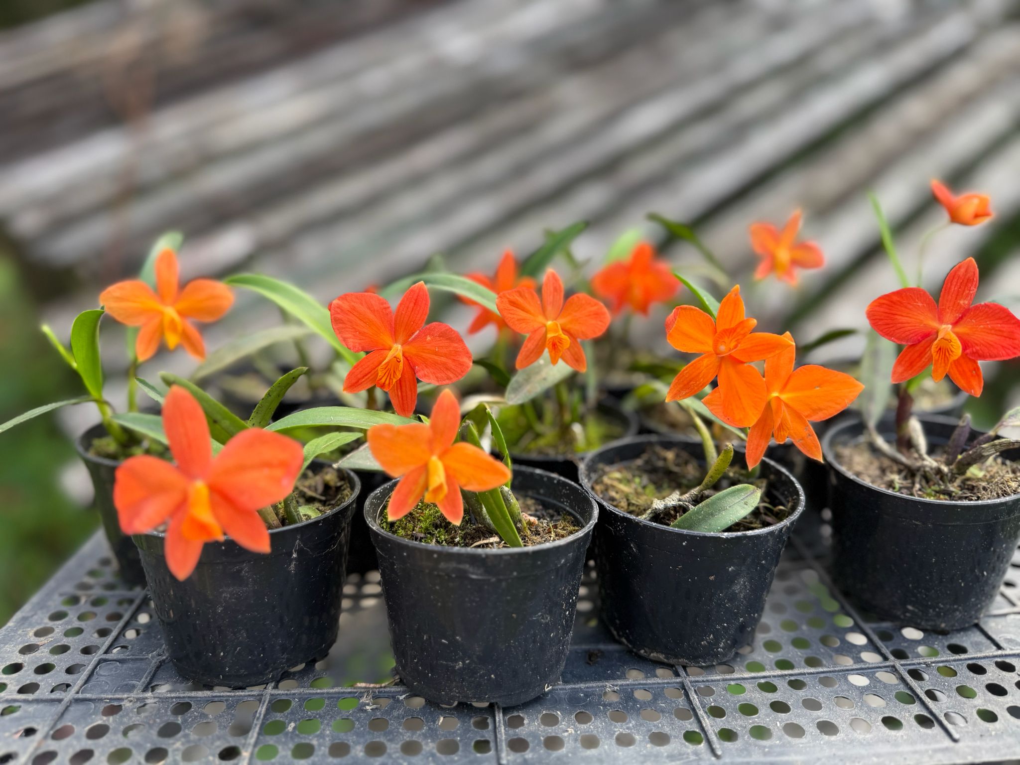 Sophronitis acuensis "Orange"