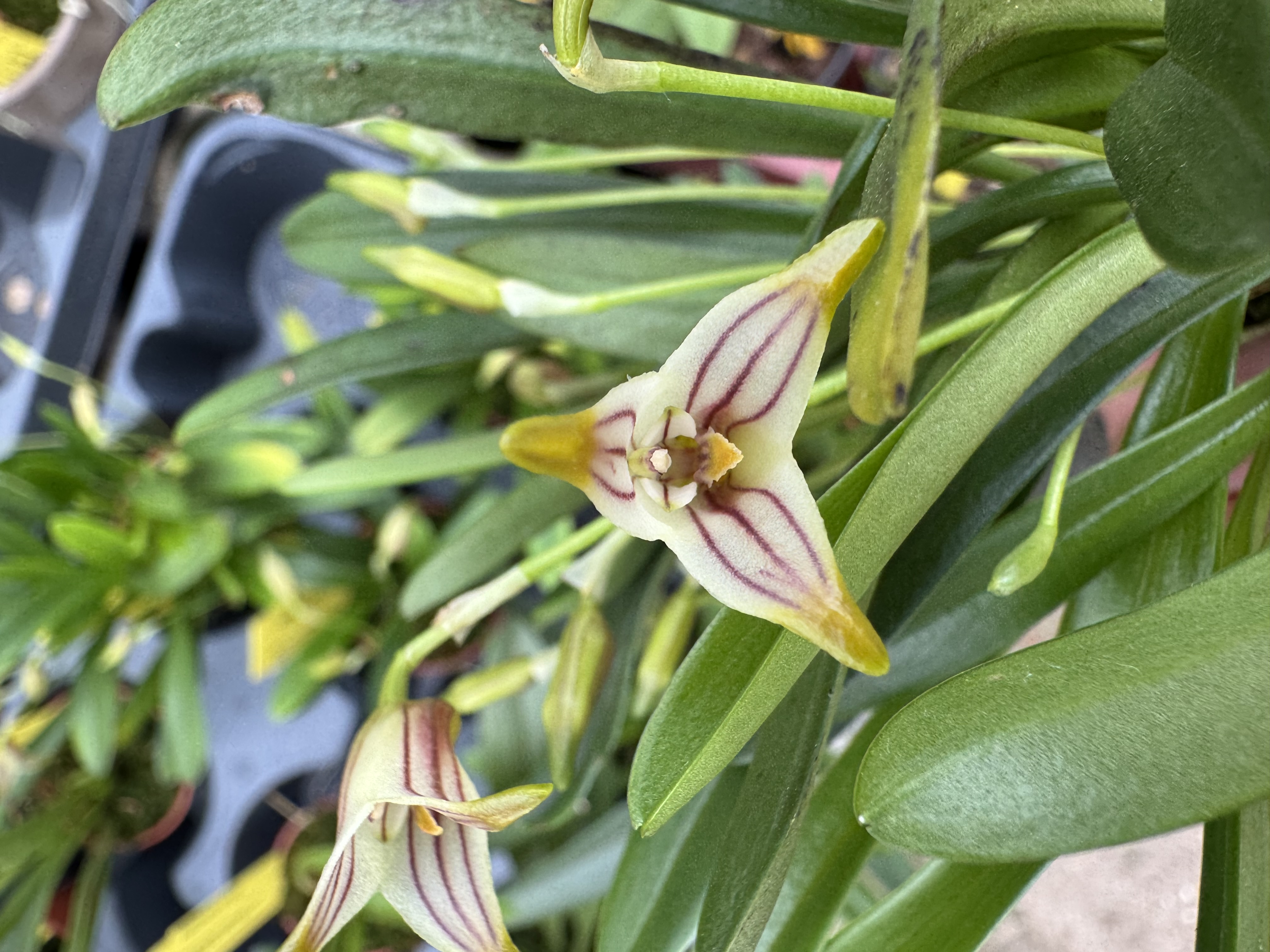 Masdevallia striatella