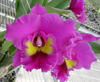 Blc. King of Taiwan