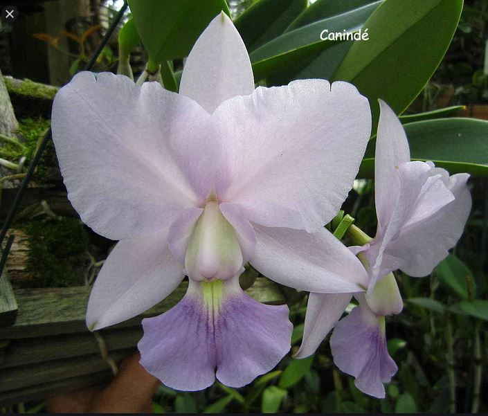 Cattleya walkeriana var. Coerulea