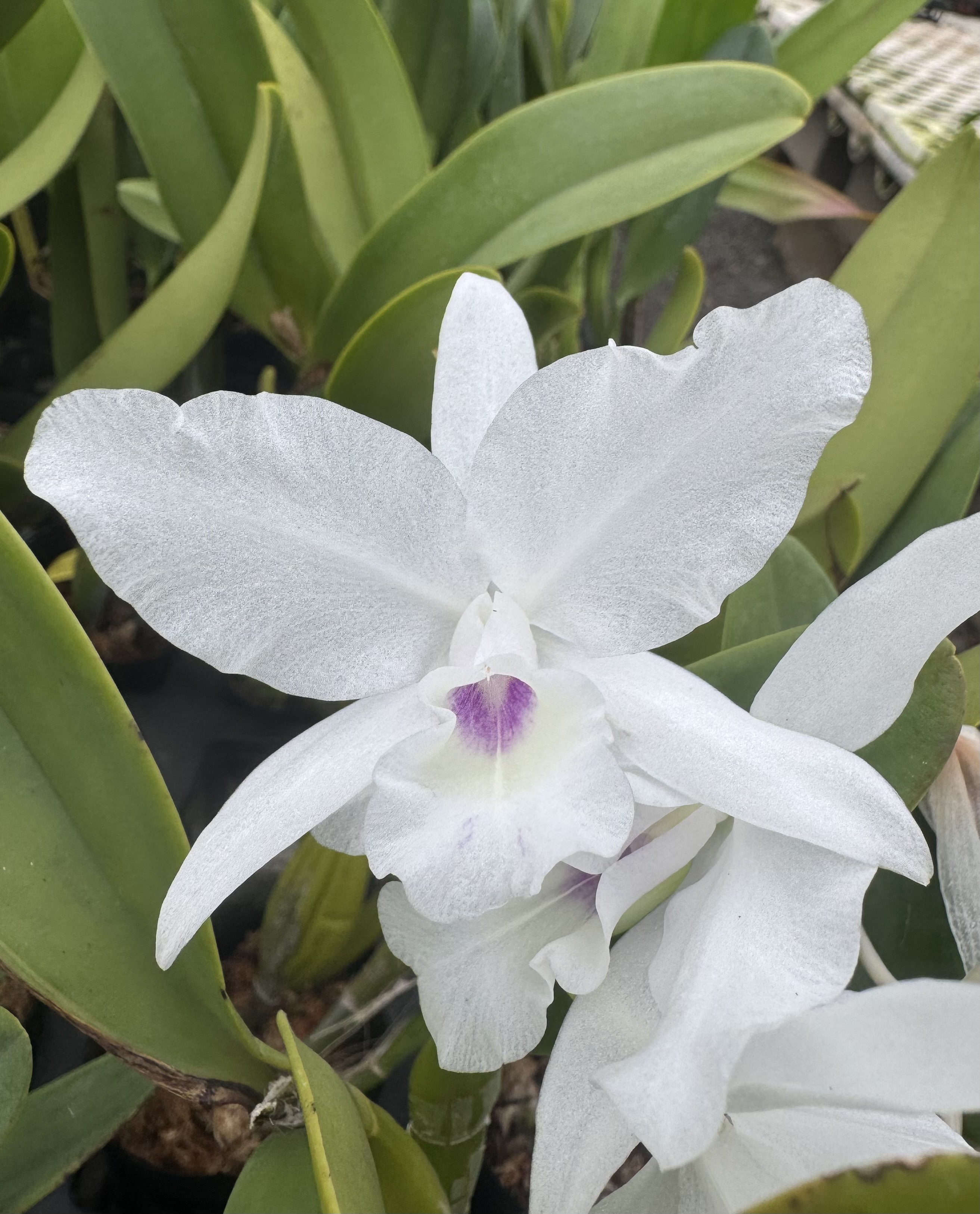 Cattleya skinneri var. Albescens