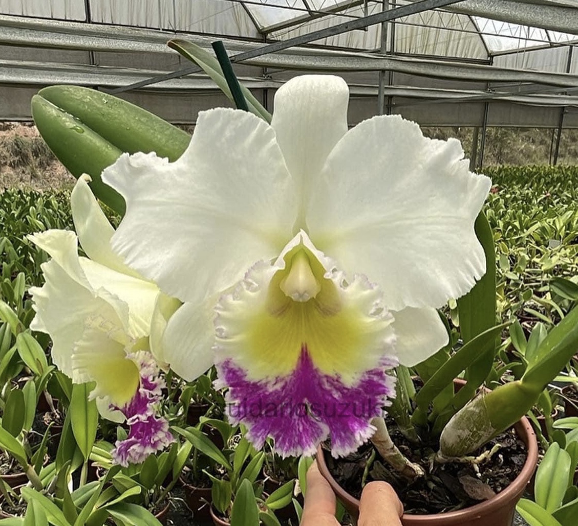 Bc. Pastoral "Ariel Carnier"