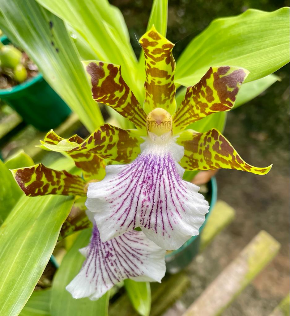 Zygopetalum crinitum