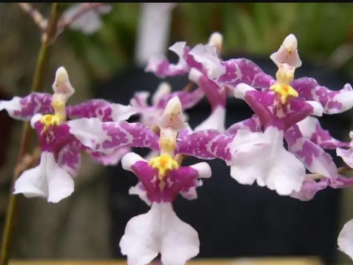 Oncidium incurvum
