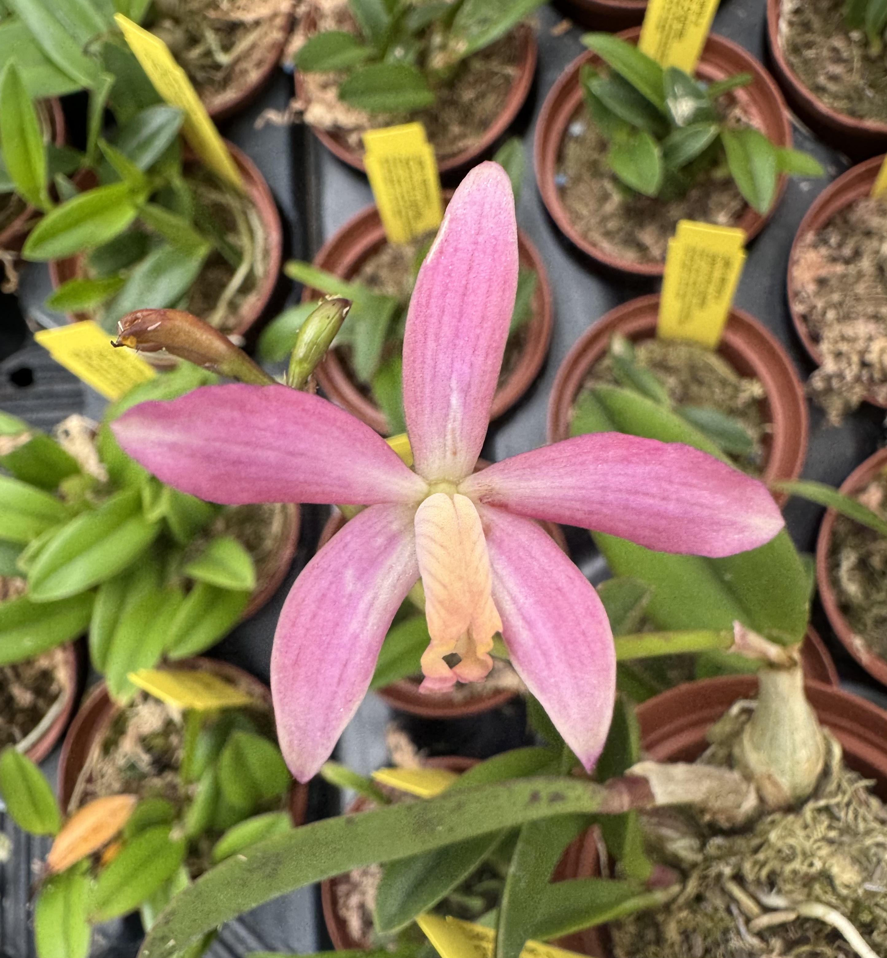 Laelia milleri x ghillanyi