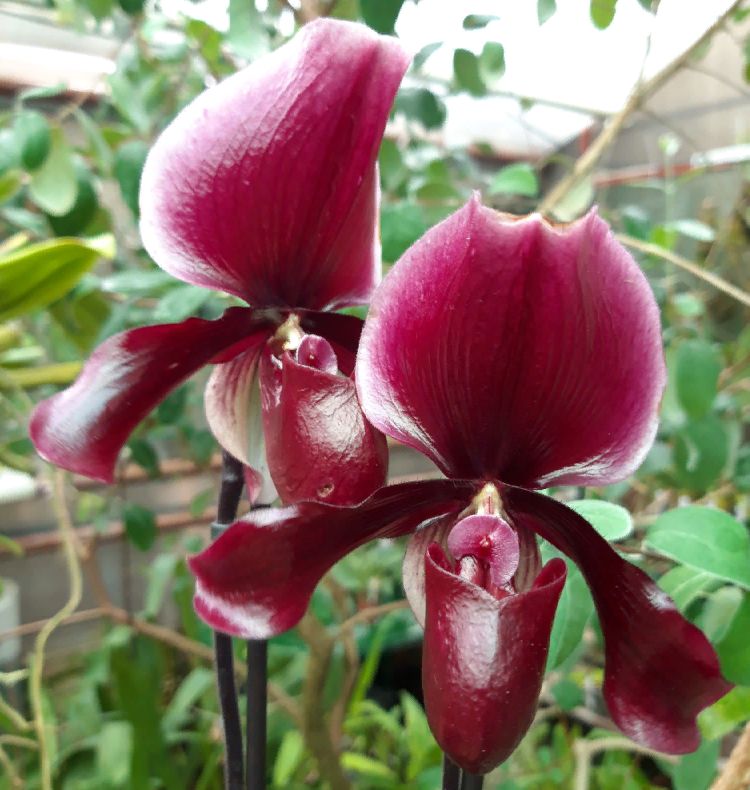 Paphiopedilum Black Jack