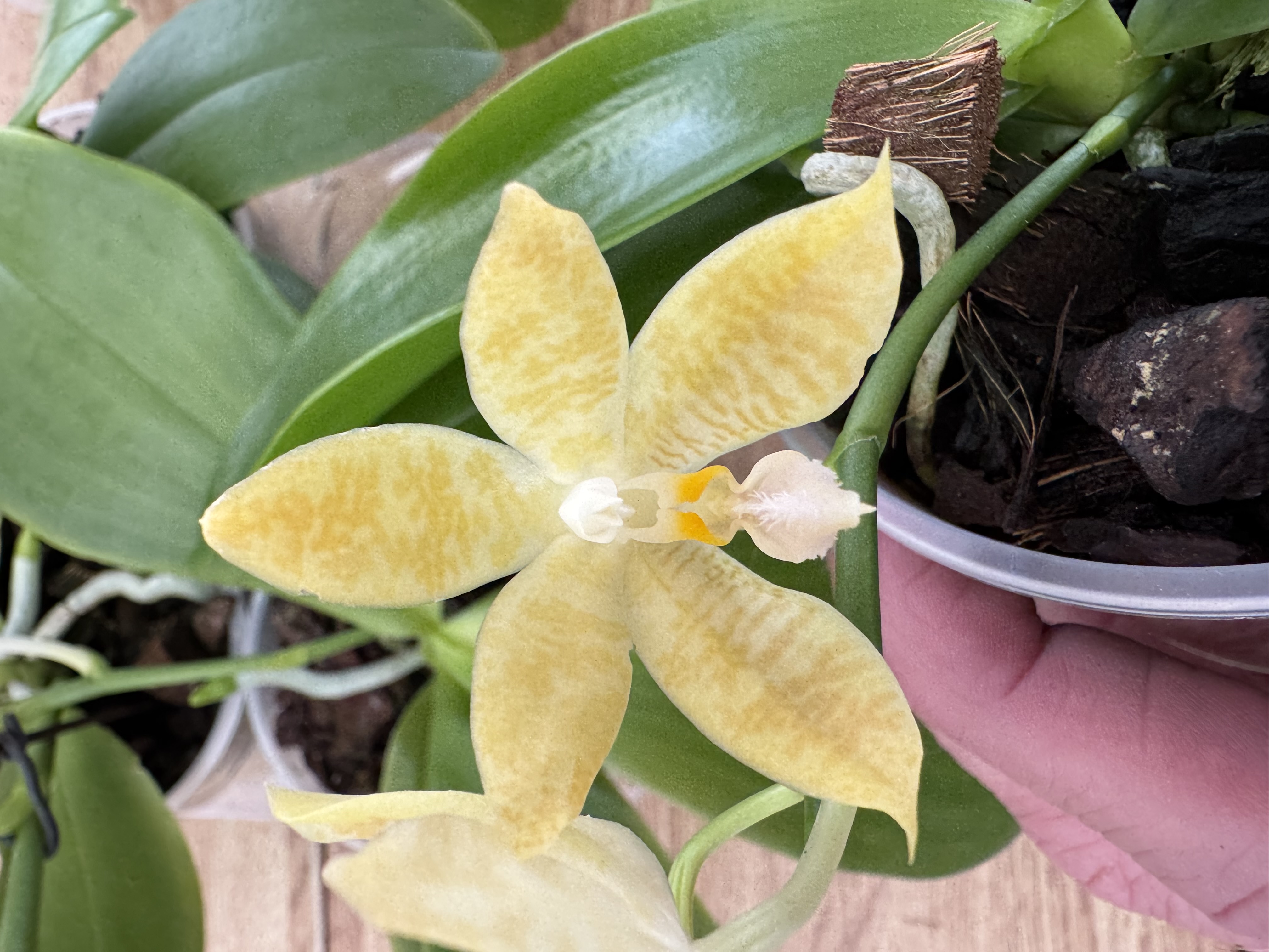 Phalaenopsis (Princess Kaiulani x hieroglyphica) x Or Singer (javanica x speciosa)