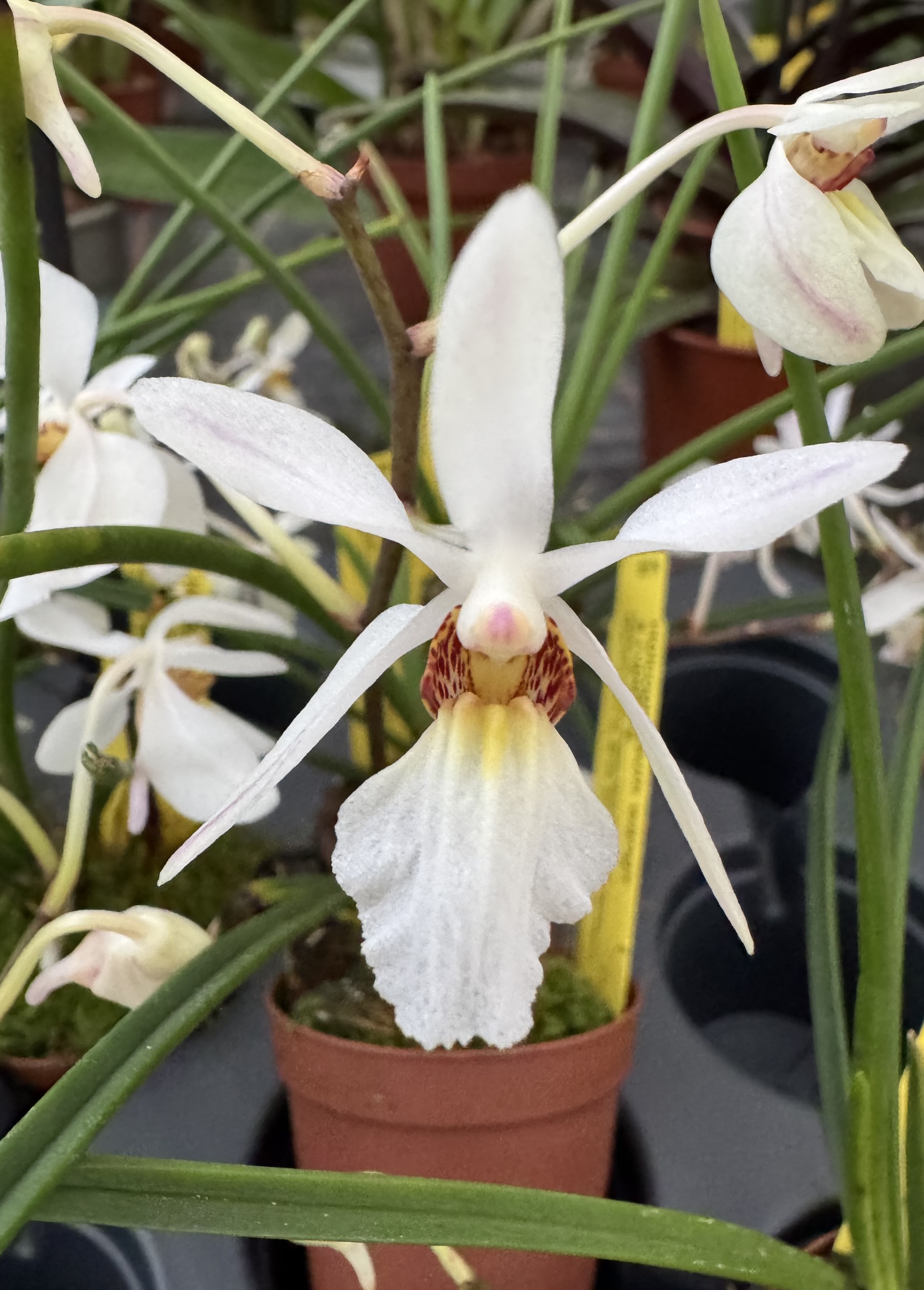 Holcoglossum wangii x rupestre