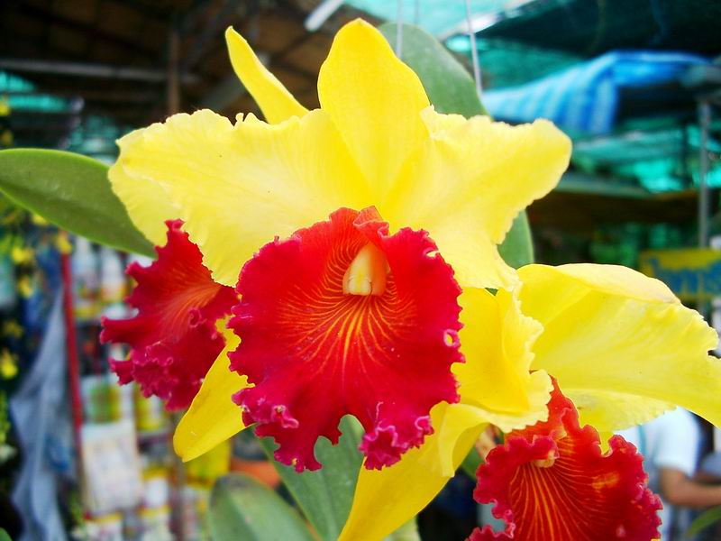 Blc. Alma Kee "Tipmalee" AM/AOS