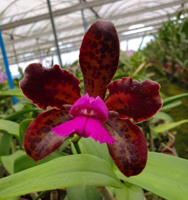 Cattleya leopoldii "Schokoladenprinz" x  Cattleya leopoldii "Dark Prince"