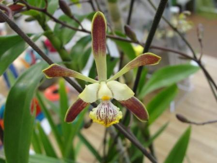Encyclia alata