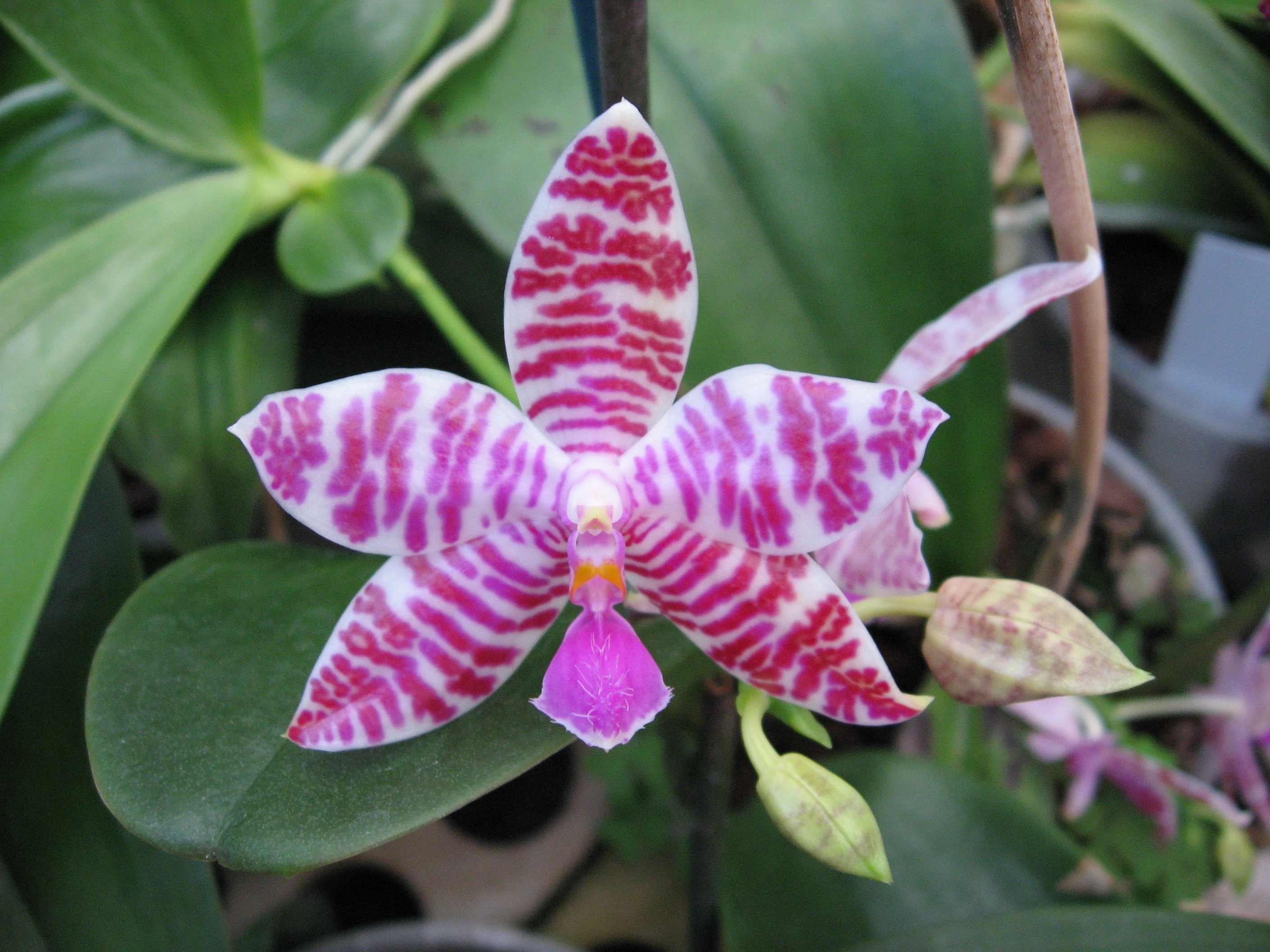 Phalaenopsis lueddemanniana