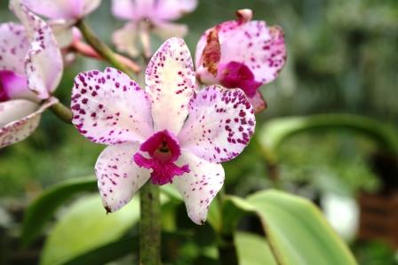 Cattleya amethystoglossa (Severino x Orchidglade)