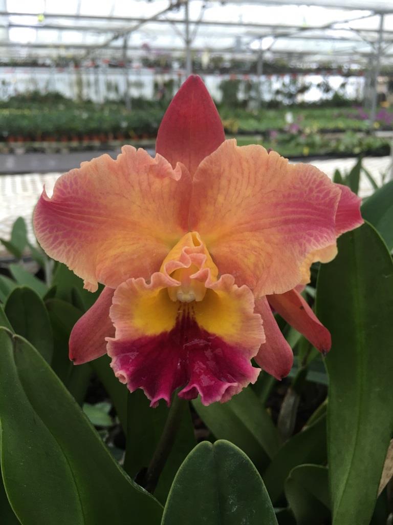 Blc. Exotic Dream
