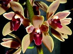 Cymbidium Cricket