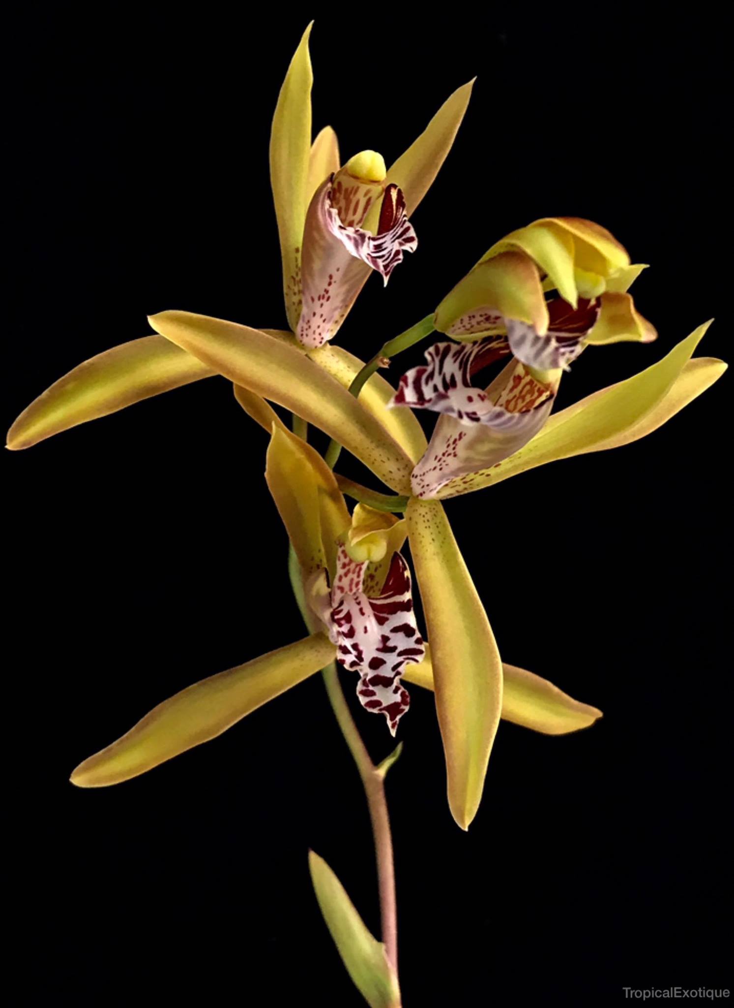 Cymbidium tigrinum x eburneum