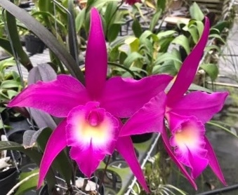 Blc. (Rby.) TLDC Devine Phoenix