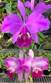 Cattleya lueddemanniana "Rubra" x Flamea"