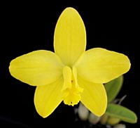 Laelia briegeri
