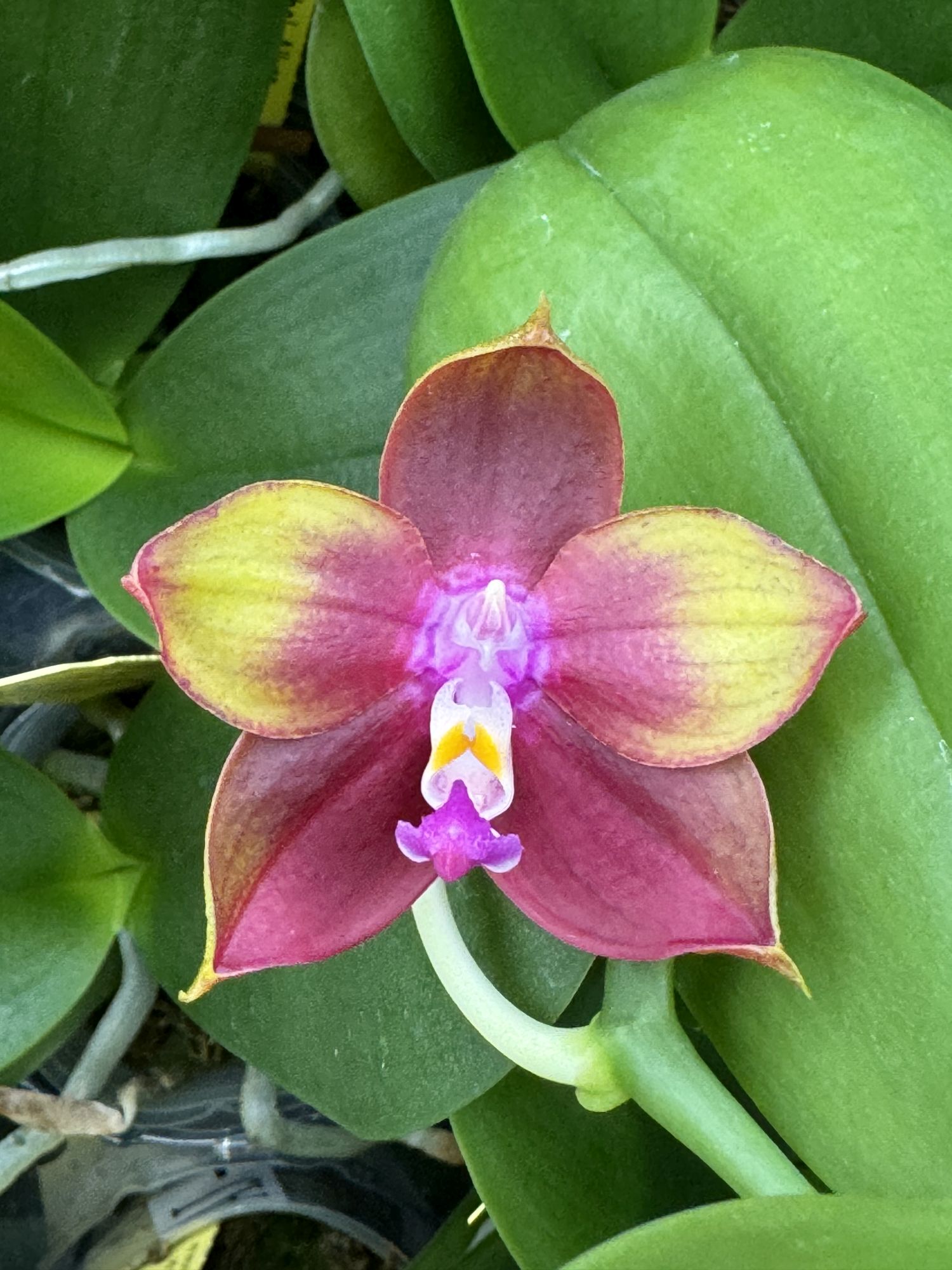 Phalaenopsis Mituo Princess "Redpoint"