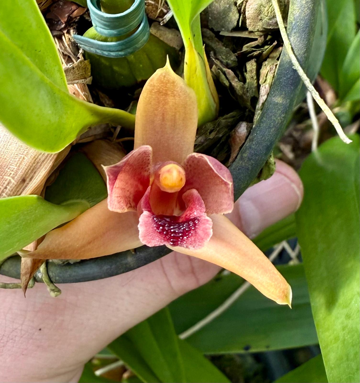 Maxillaria desvauxiana