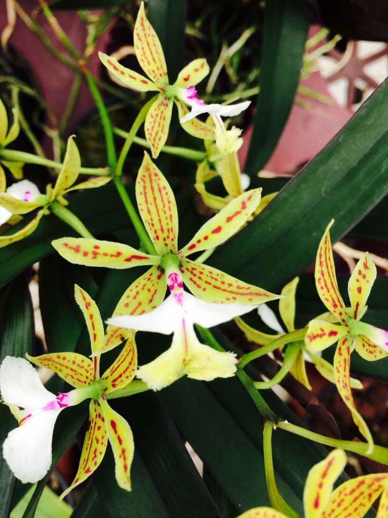 Epidendrum stamfordianum