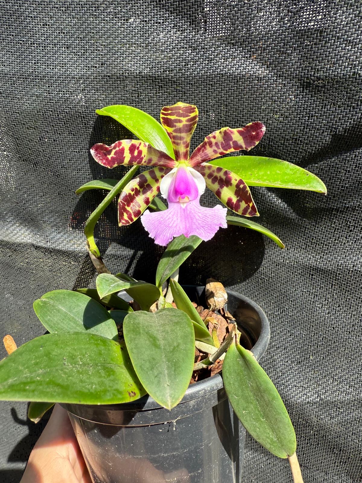 Cattleya aclandiae (Albescens x Alba)