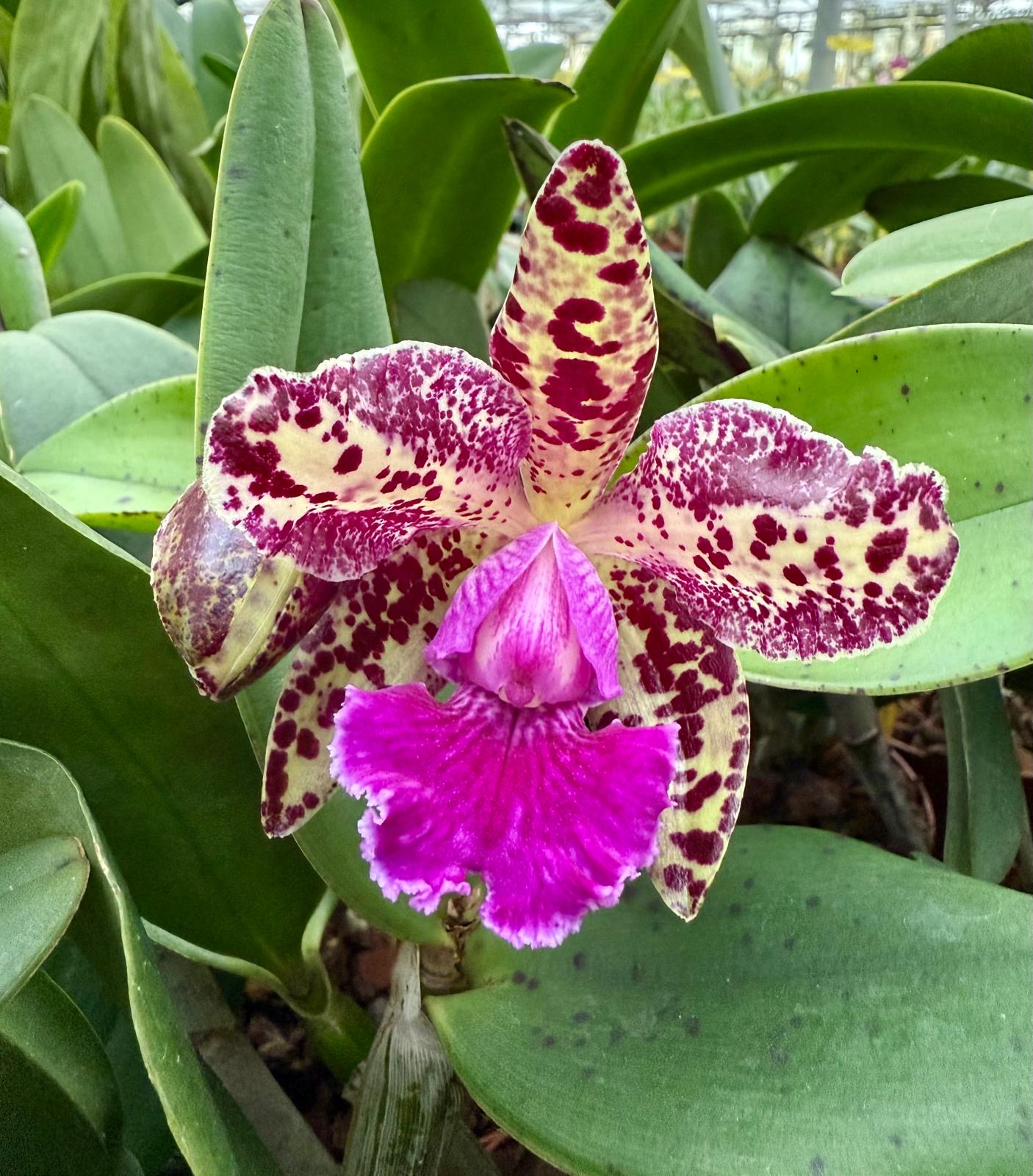 Cattleya (Whiteyi x schilleriana) x aclandiae