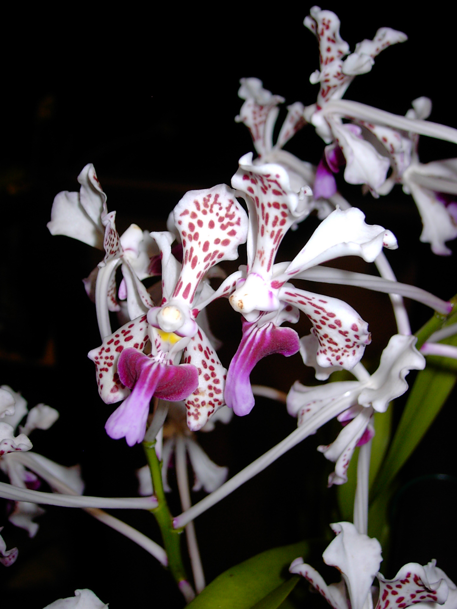 Vanda tricolor var suavis