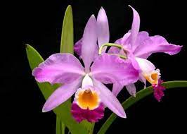 Cattleya eldorado ""M.Ito"
