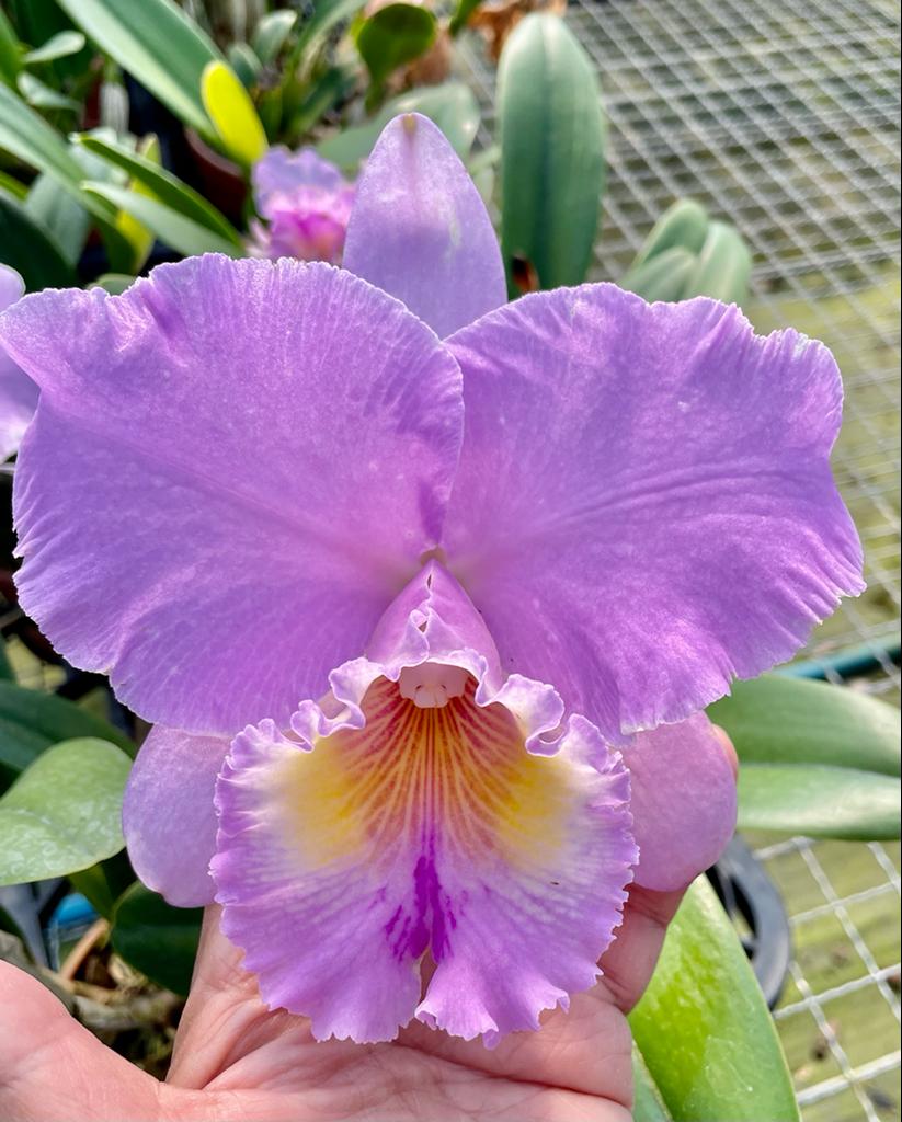 Blc. (Rlc.) Turandot "Guaxupe"