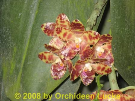 Phalaenopsis gigantea