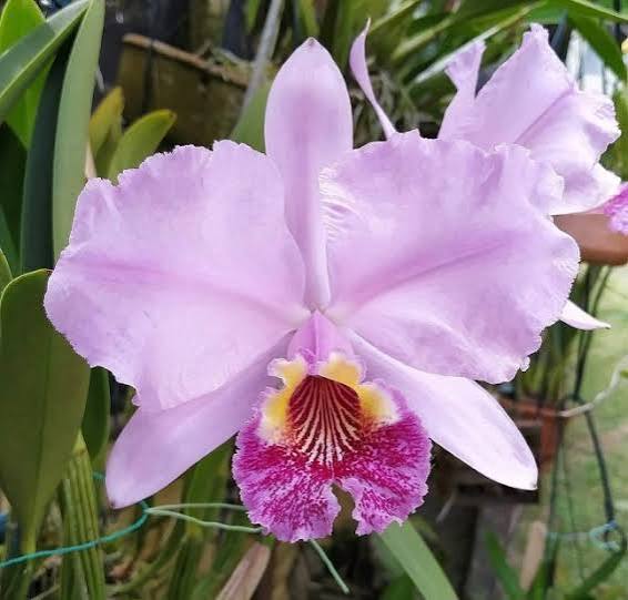 Cattleya lueddemanniana "Tipo" x "Vinicolor"