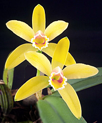 Cattleya luteola