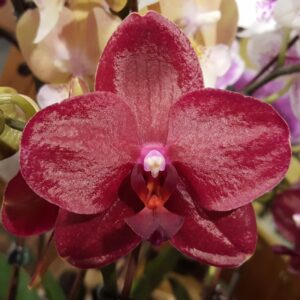 Phalaenopsis (Tying Shin Baby Smile x Golden Sun) "Rioja"