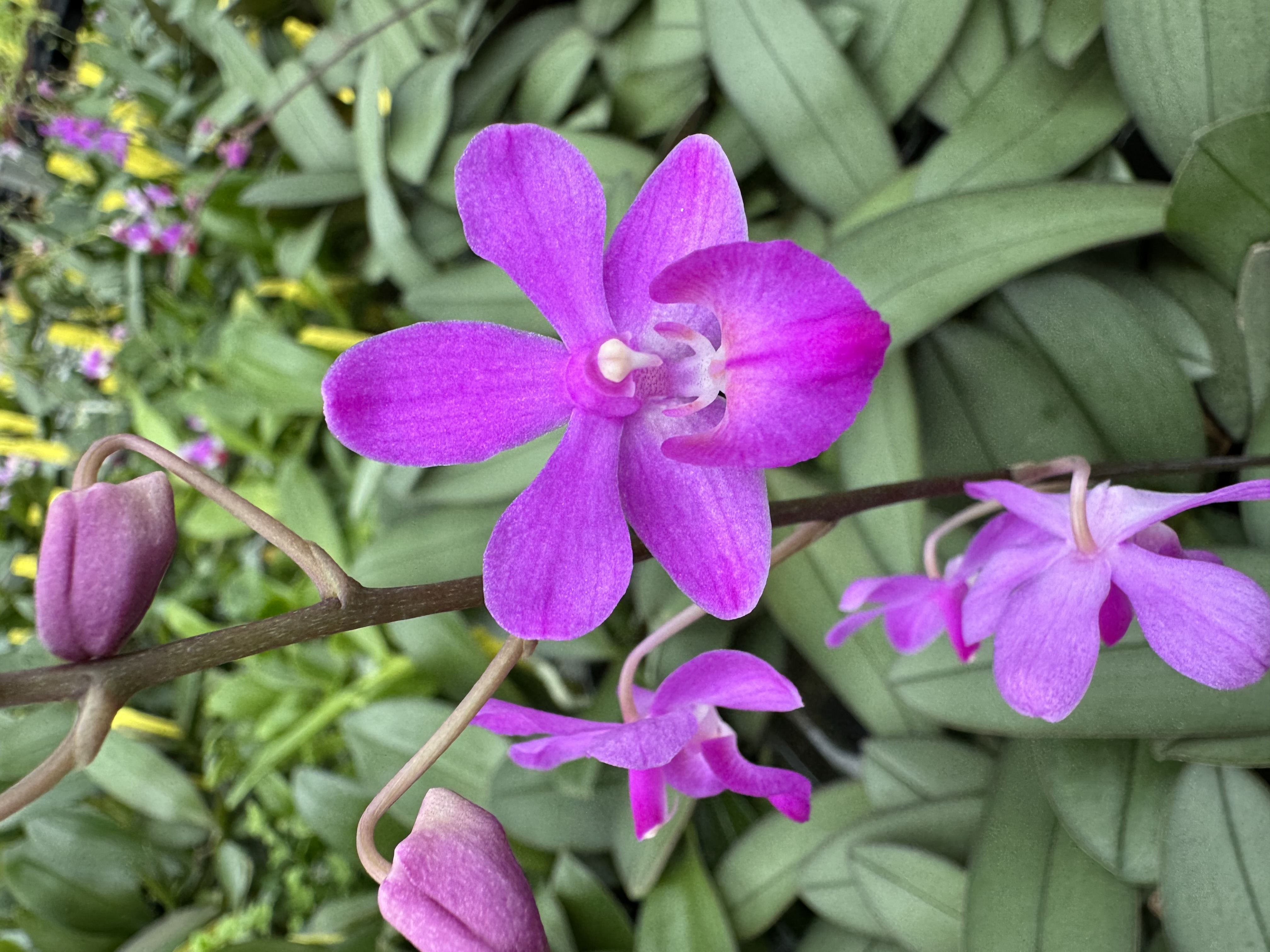 Phalaenopsis Asahi