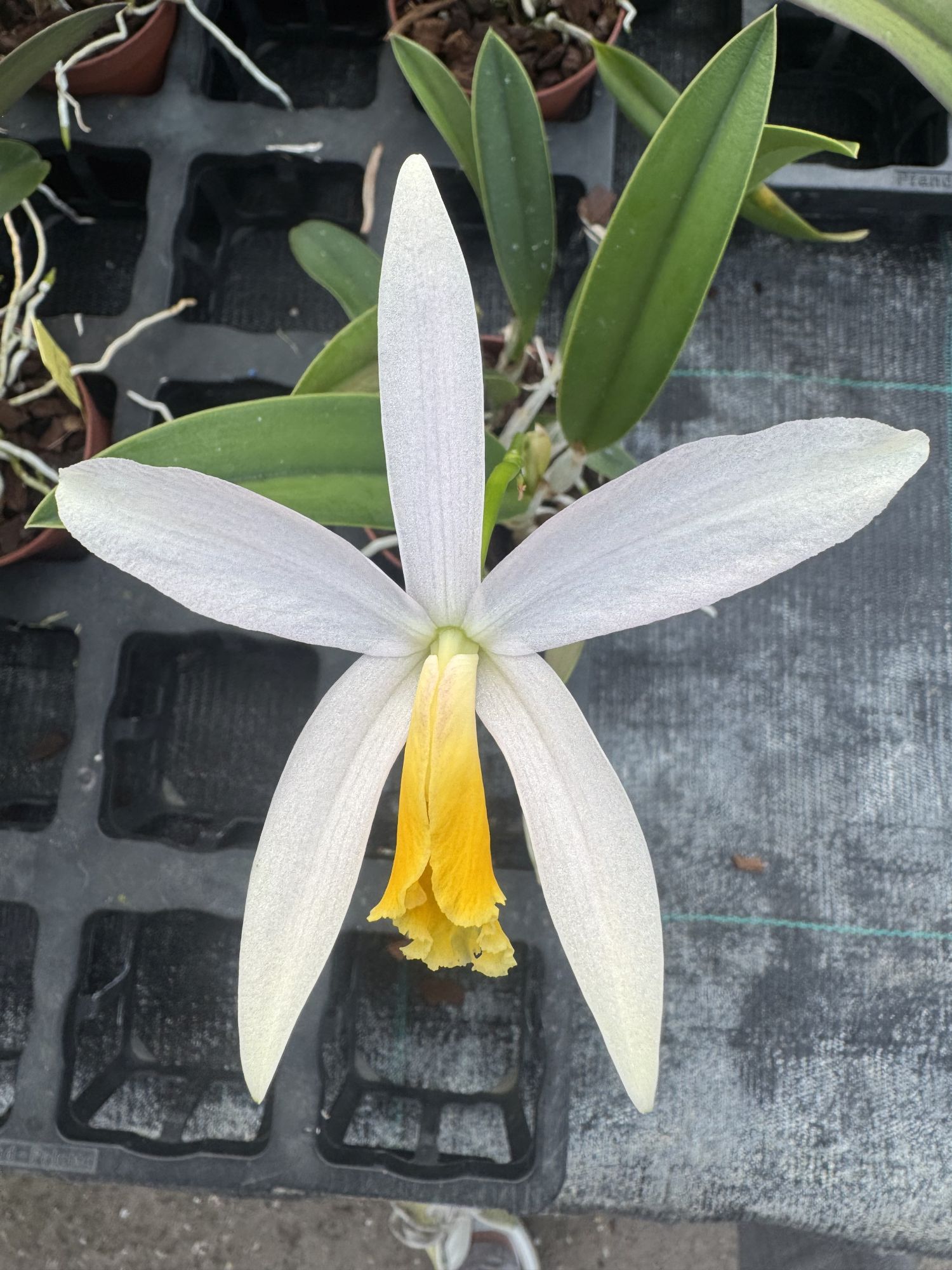 Laelia flava x jongheana