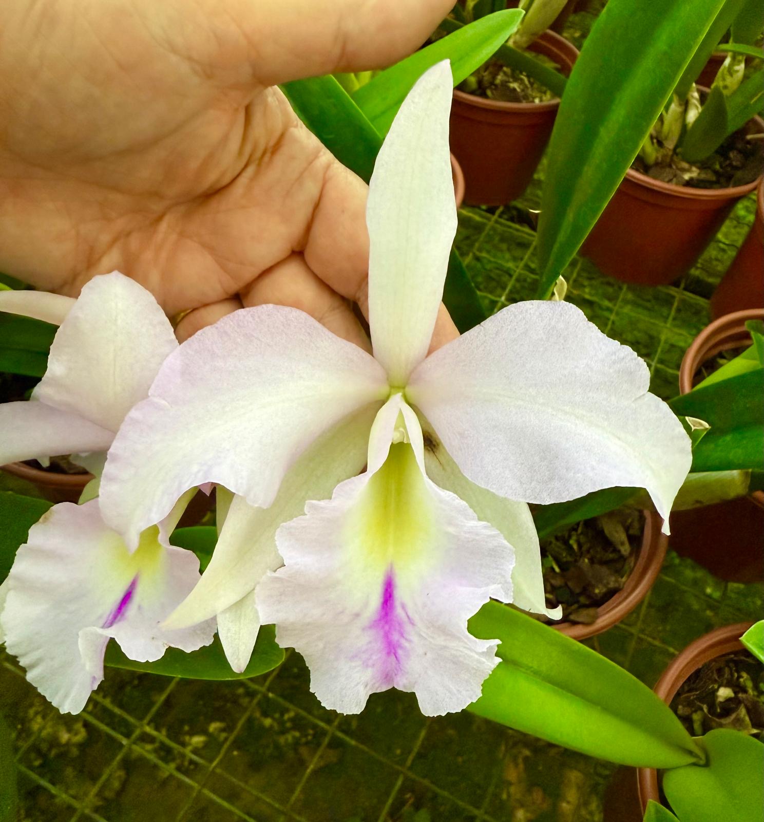 Bc. Maikai x Pastoral