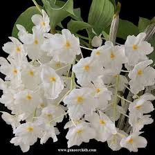 Dendrobium farmeri fma. petaloid-album "Hsinying