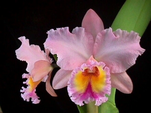 Blc. (Rlc.) George King "Serendipity"