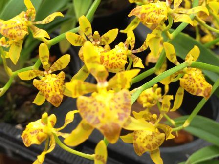 IMG_072856f3ece942a94 Oncidium (Cyrtochilum) meirax