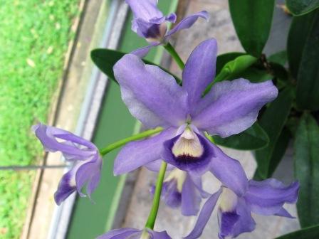 Cattleya bowringiana var. Coerulea