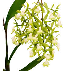 Epidendrum coronatum