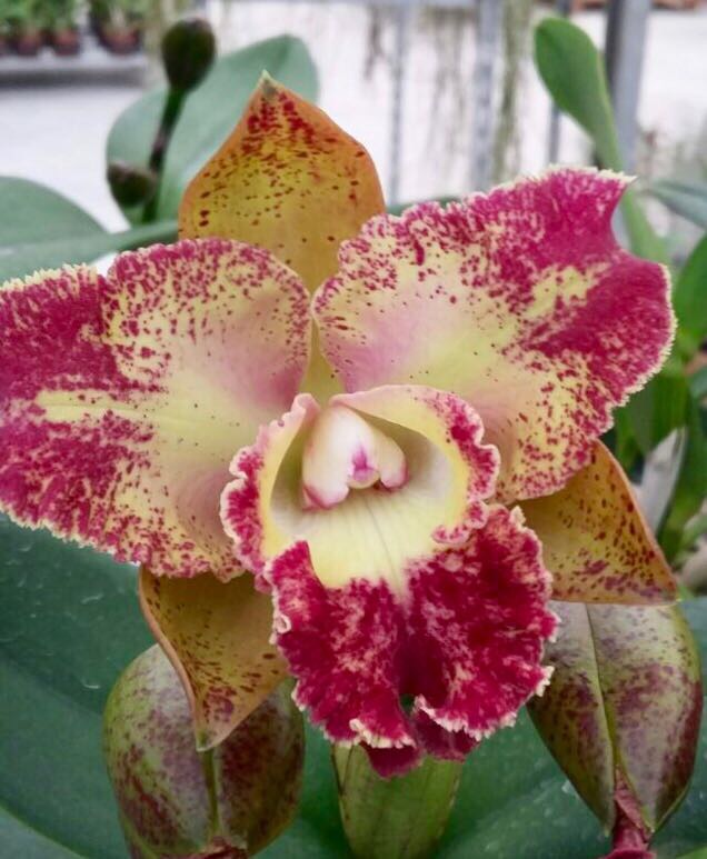 Blc. Hwa Yuan Galaxy x Waianae Leopard