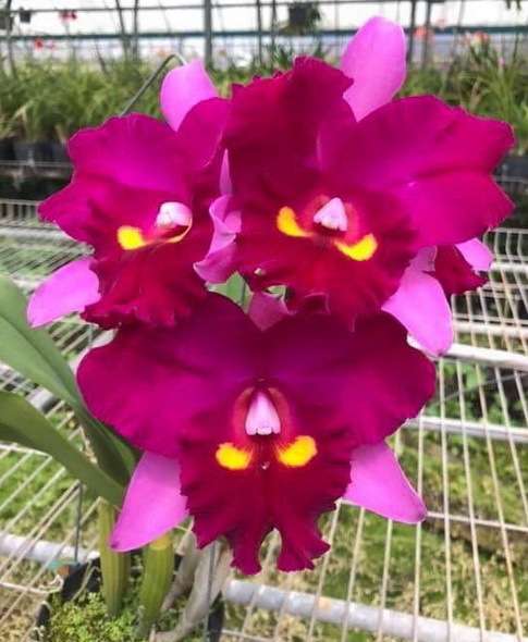 Blc. (Rlc.) Chief Dancing "Red Dream"