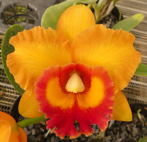 Blc. Nakornchaisri Delight "Mr. Yen"