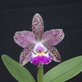 Cattleya schilleriana x Cruzeiro do Sul